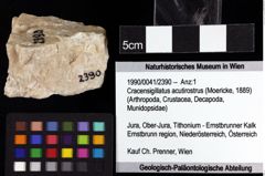 Foto (Objket + Etiketten) von Cracensigillatus acutirostrus (Moericke, 1889) 